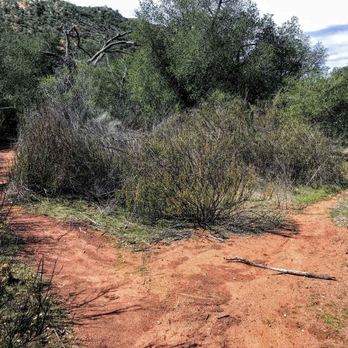 Go left at this fork. To the right is a cattle trail. Near Eagle Peak Trail