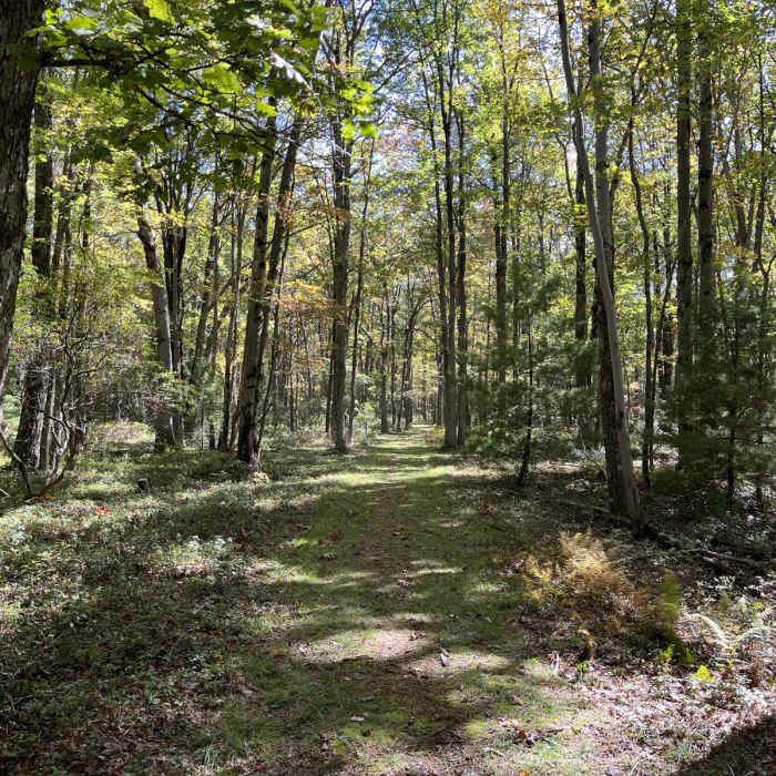 Near Bald Mountain-Vista Trail Loop Near Bald Mountain-Vista Trail Loop