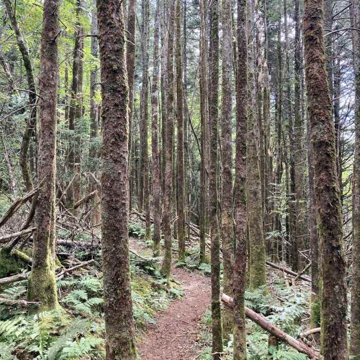 Near Blackstock Knob Near Blackstock Knob
