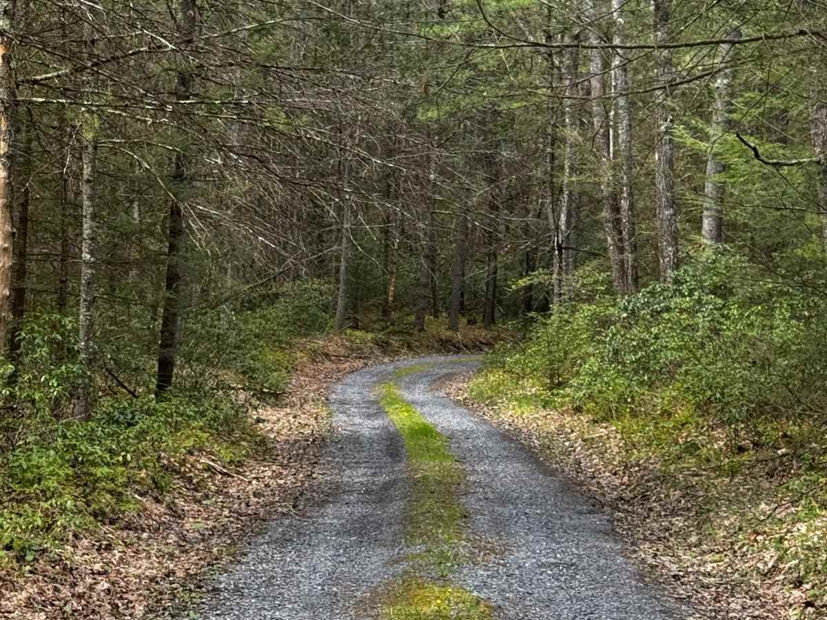 Ott Fork Road photo 4