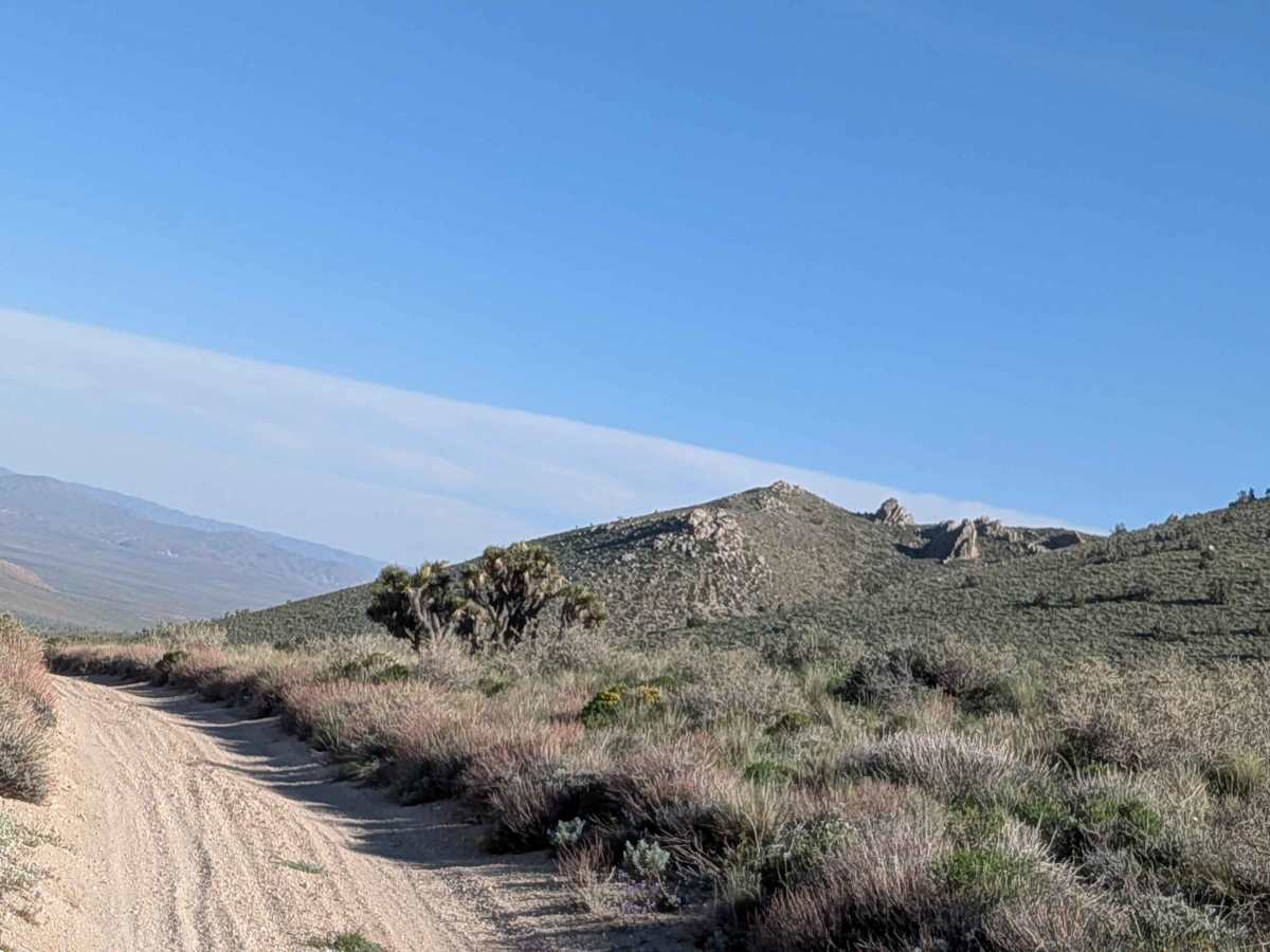 BLM SC42 photo 6
