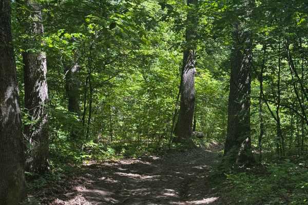 Inner Track 31