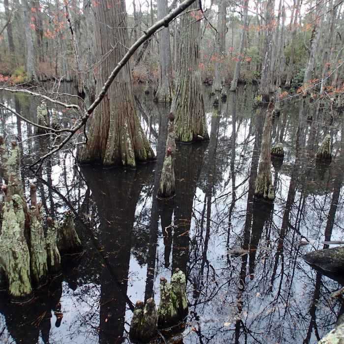 Bald Cypress Trees along the Bald Cypress Trail. Near First Landing State Park Loop
