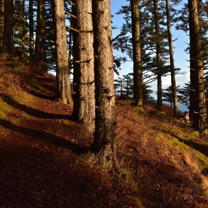 Near Forest Connector Trail