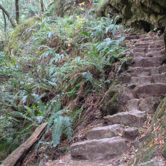 Near Steep Ravine Trail to Dipsea Trail Loop
