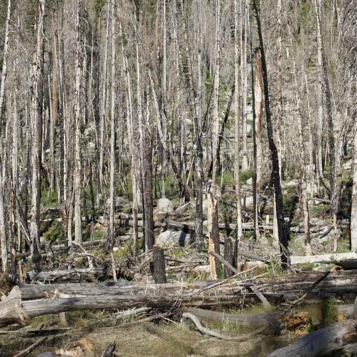 Near Tioga Pass to North Dome Trail