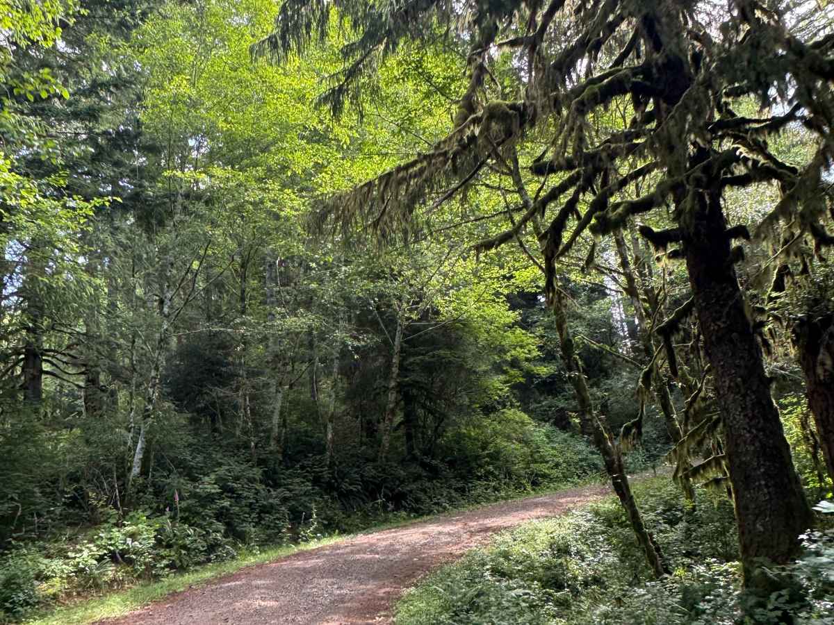 Cedar Hills - FS 1431 trail photo