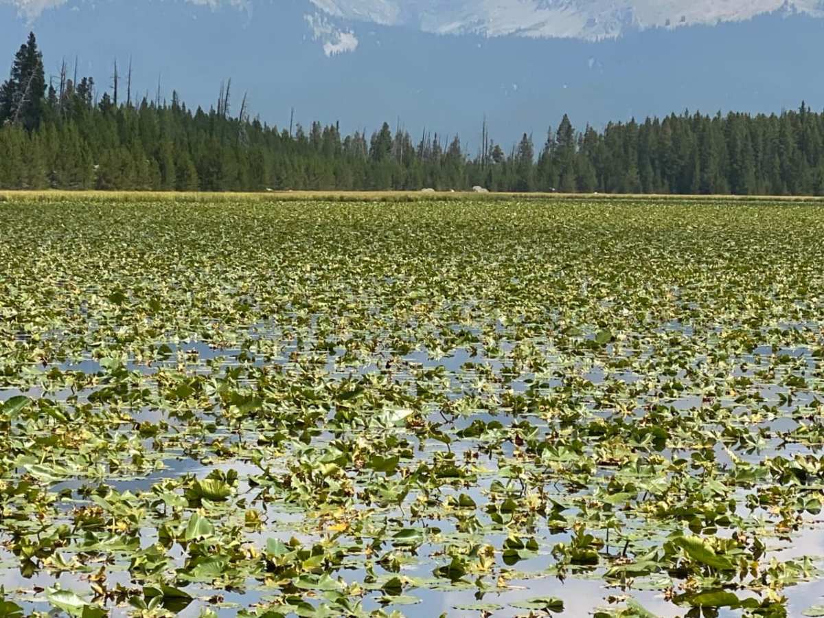 Lily Pond photo 4