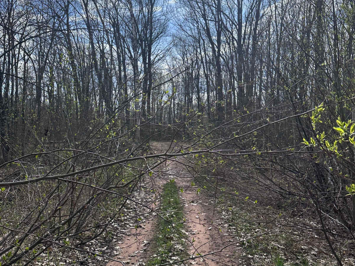 Abandoned Bog Trail trail photo