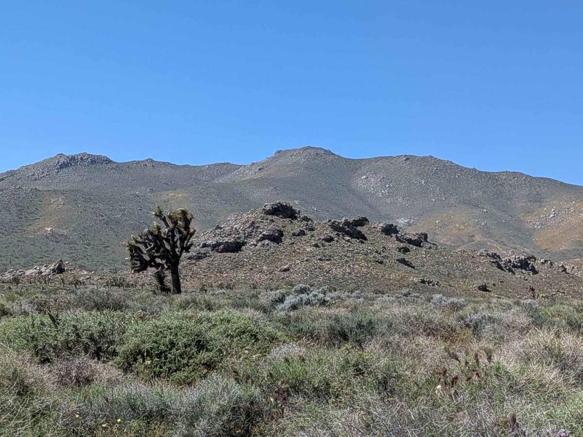 BLM SC106 photo 6