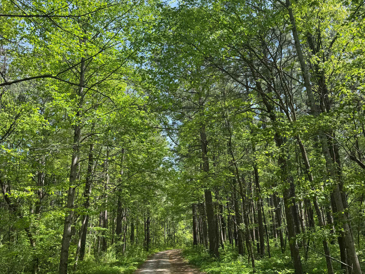 Benham Hill Trail photo 2
