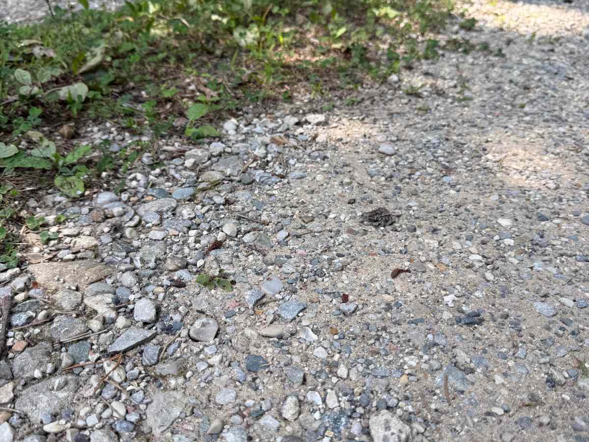 FS 7526 trail photo
