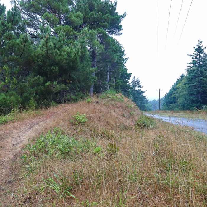 Near Fern Trail Near Fern Trail