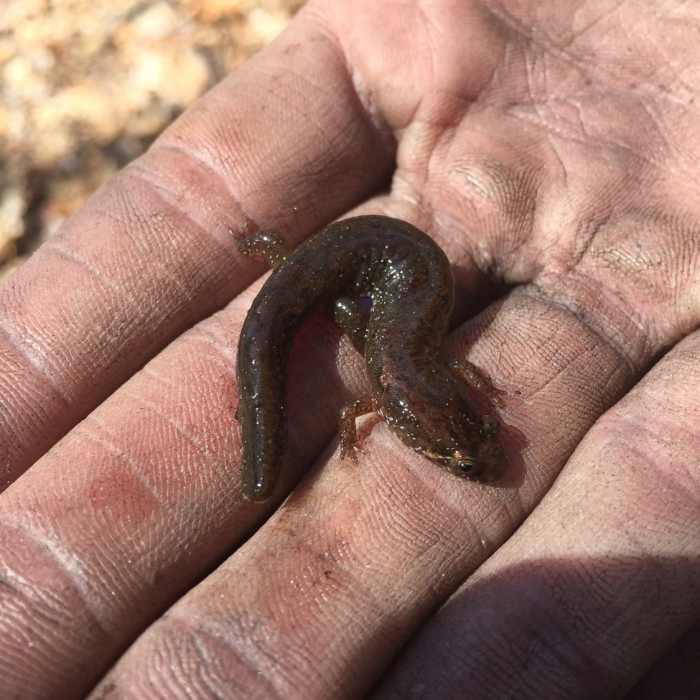 The Great Smoky Mountains are also known as "salamander capital of the world," and for good reason. There are over 30 species to be found here, including this little one! Near Long Hungry Ridge Trail