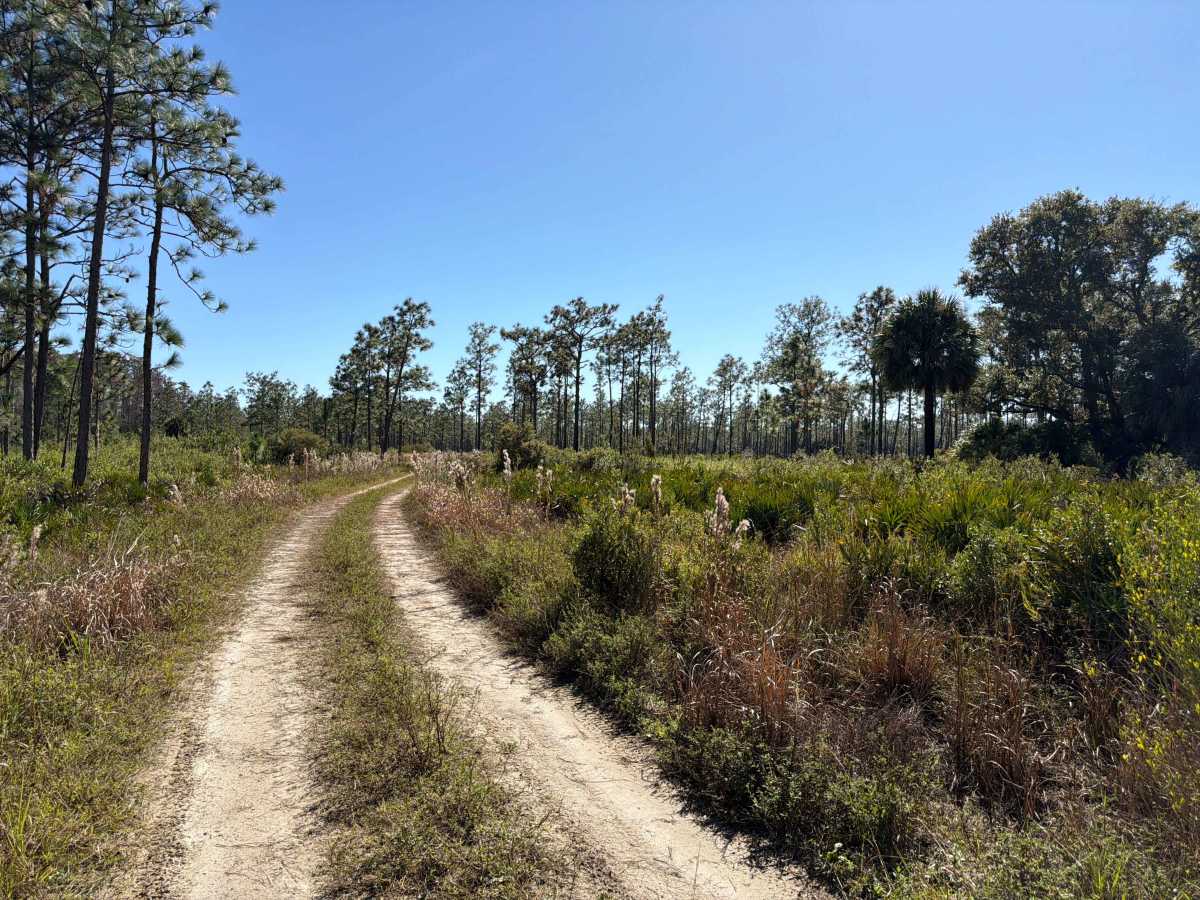Road 12 Loop - Three Lakes WMA photo 5