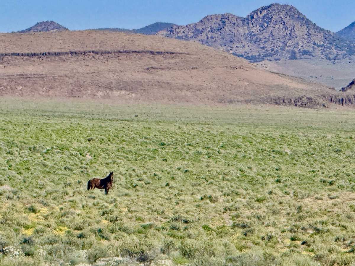 Stone Cabin Ranch photo 2