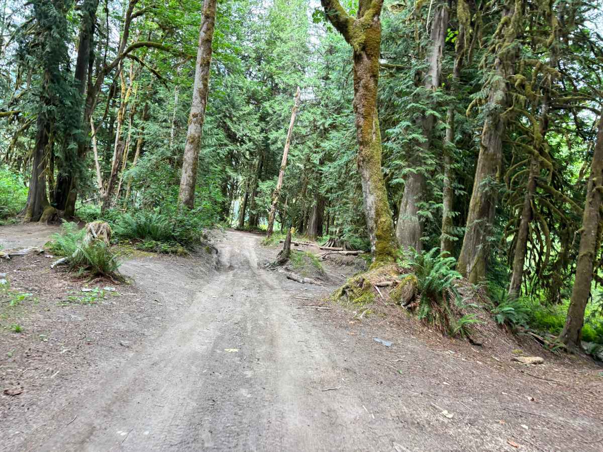 Sauk River Forest Loop photo 6