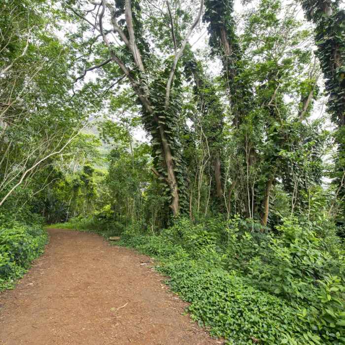 Near Likeke Falls Near Likeke Falls