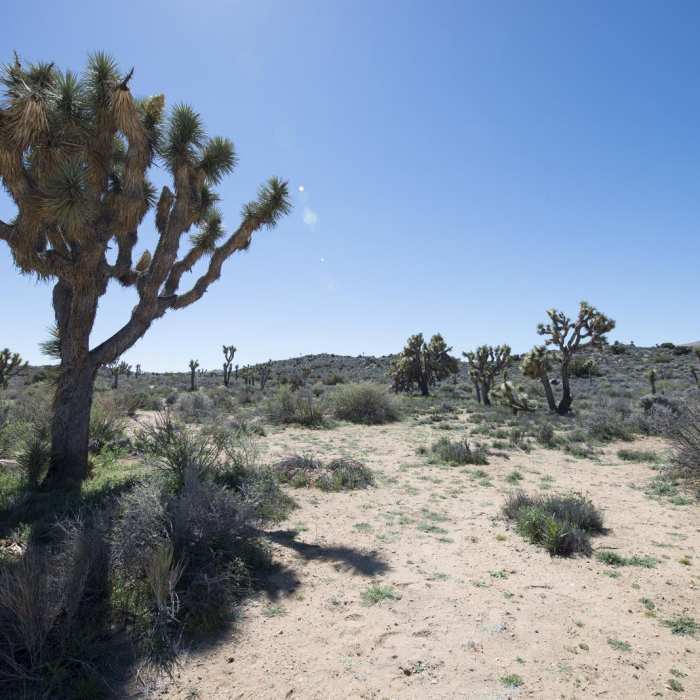Near Lost Horse Mine Loop Near Lost Horse Mine Loop