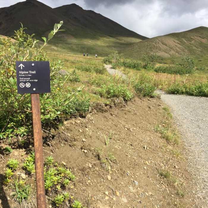 Near Eielson Alpine Trail Near Eielson Alpine Trail