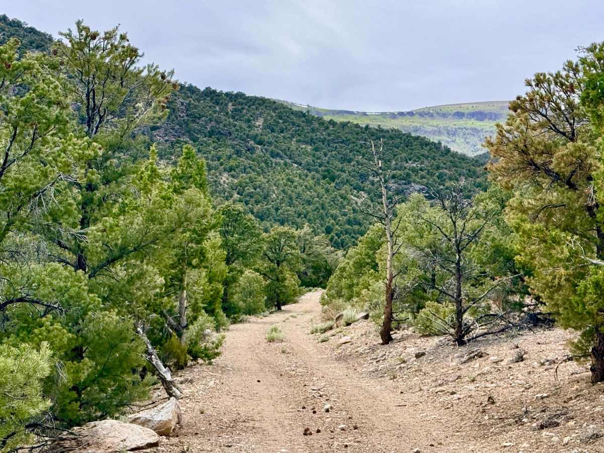 South Danville Creek Road - FS 44426 photo 5