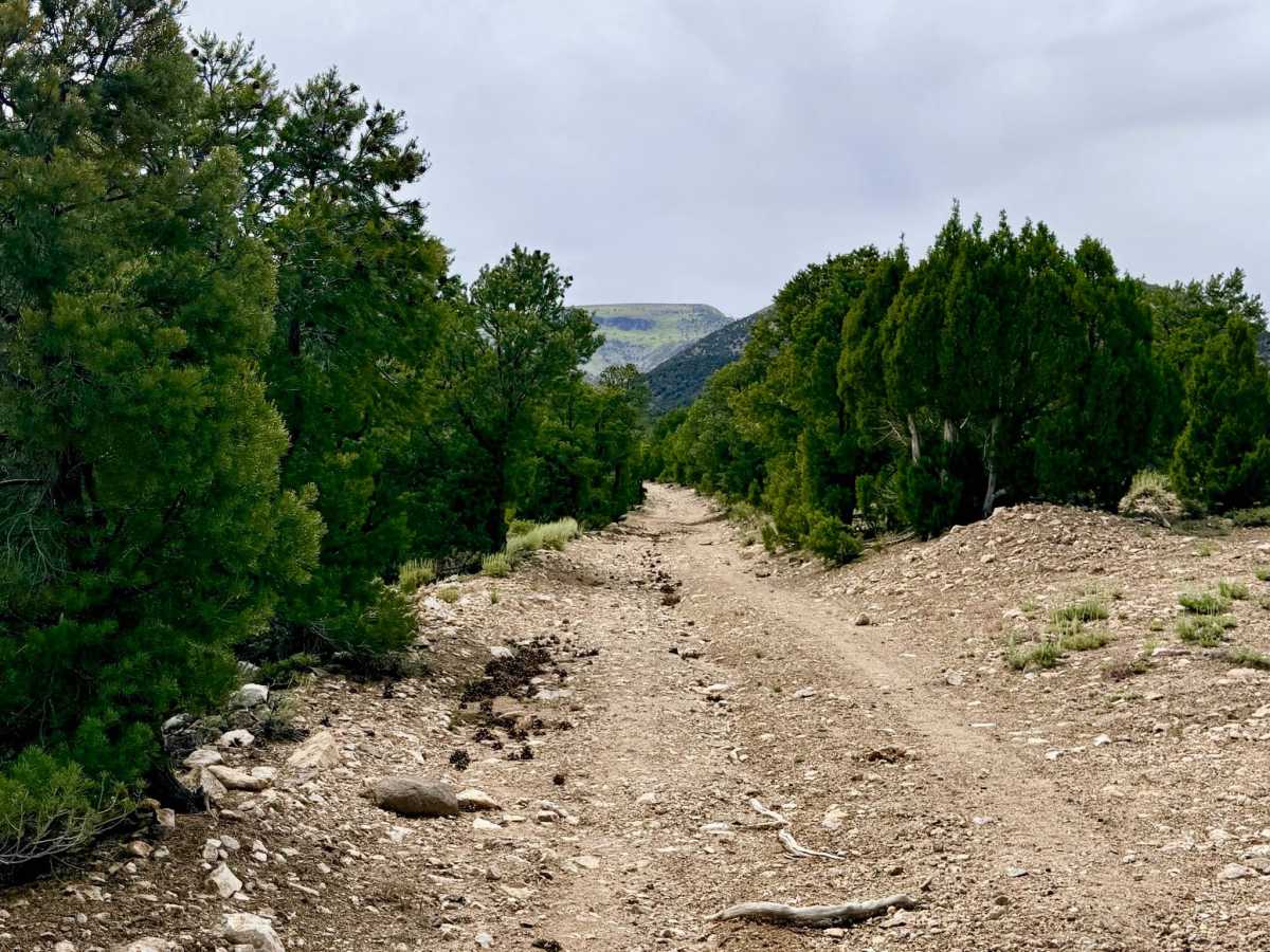 South Danville Creek Road - FS 44426 trail photo