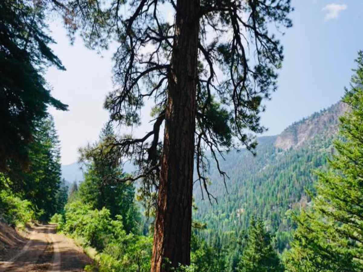 Cow Creek trail photo