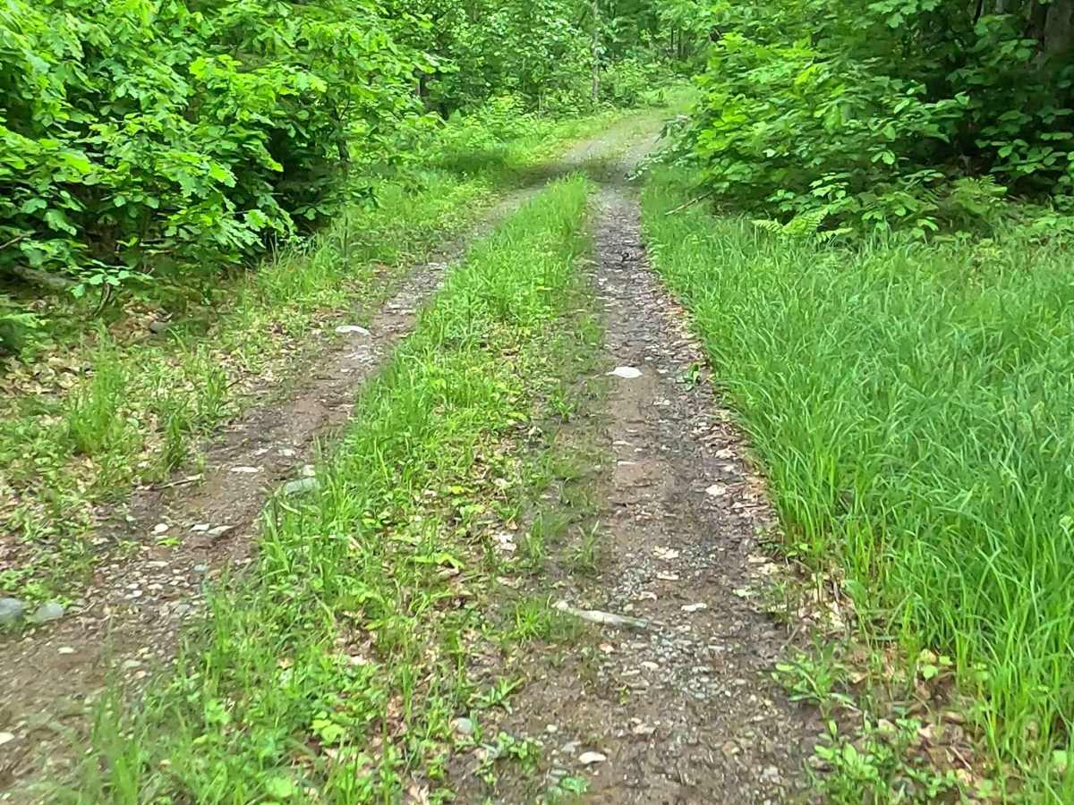 Wolf Lake Road Spur photo 3