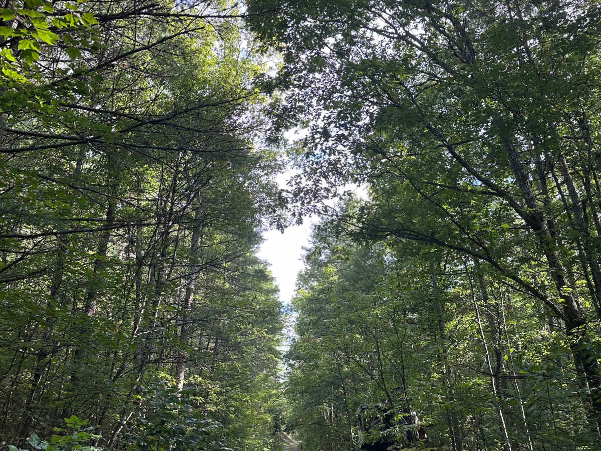 Gilliam Run West trail photo