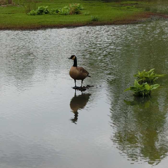 Doll's Head Trail, Atlanta Near Constitution Lakes and Doll's Head Loop
