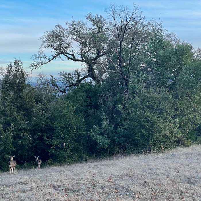 Near Stevens Creek Nature Trail