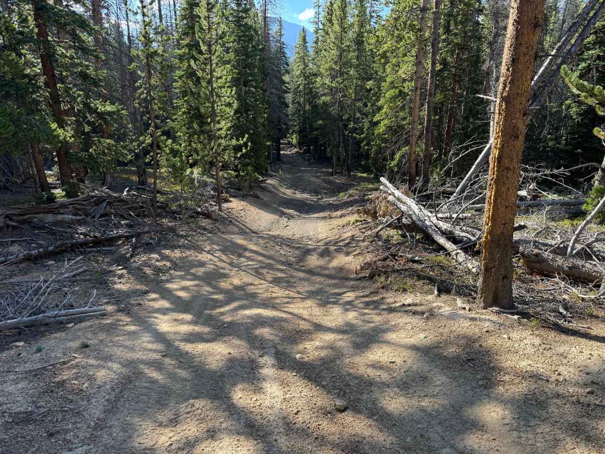 Spruce Road photo 4