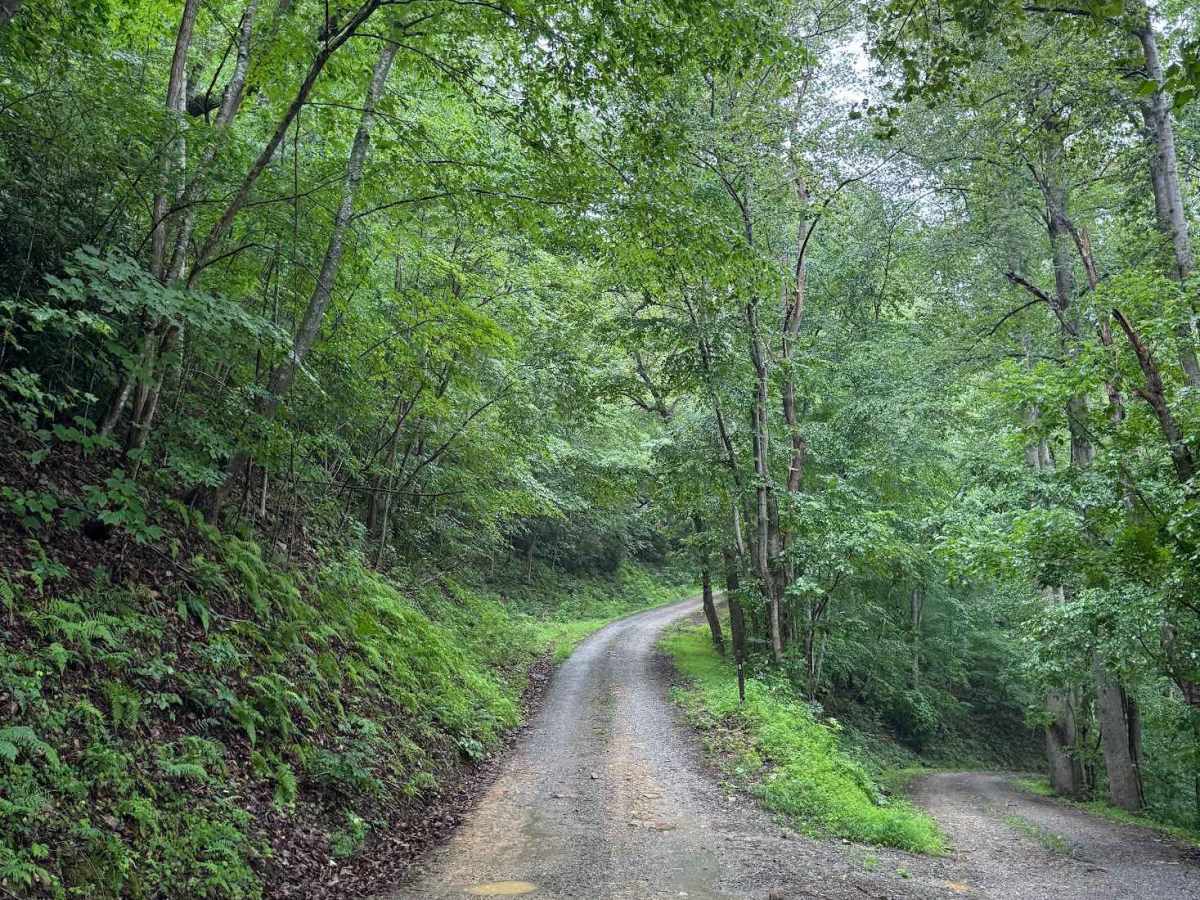 Gilmore Hollow photo 6