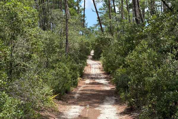 Ocala National Forest 445-2.3B