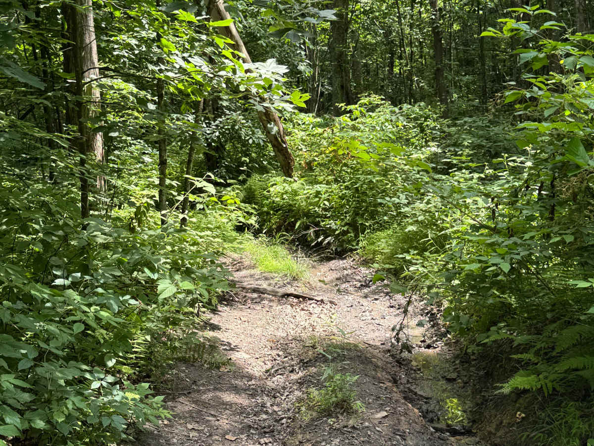Trail 37 photo 4