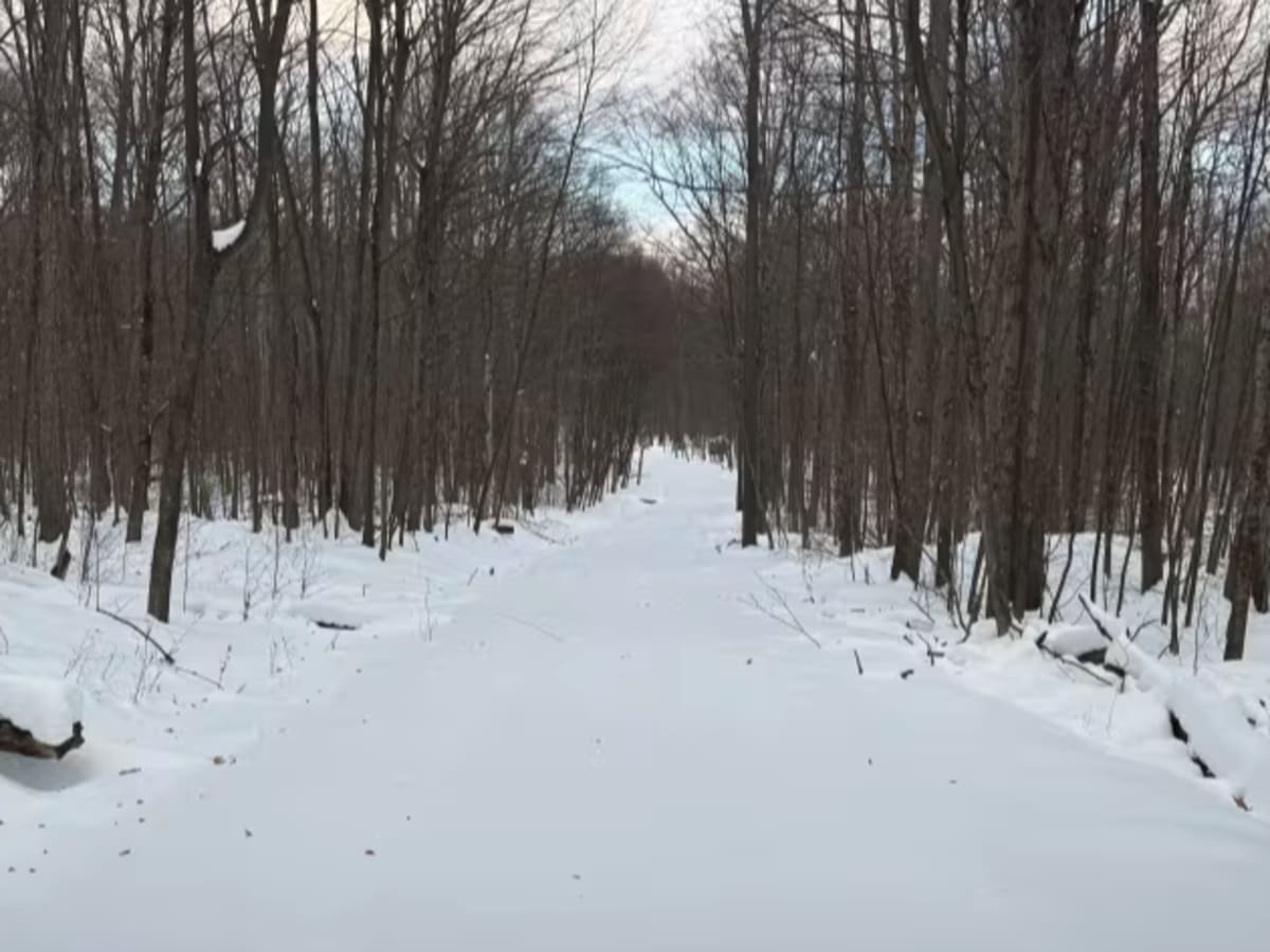 Log Run - FS 591 photo 3