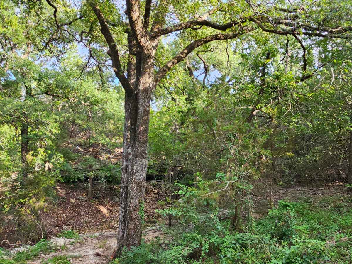 Savannah Oak Cave photo 5