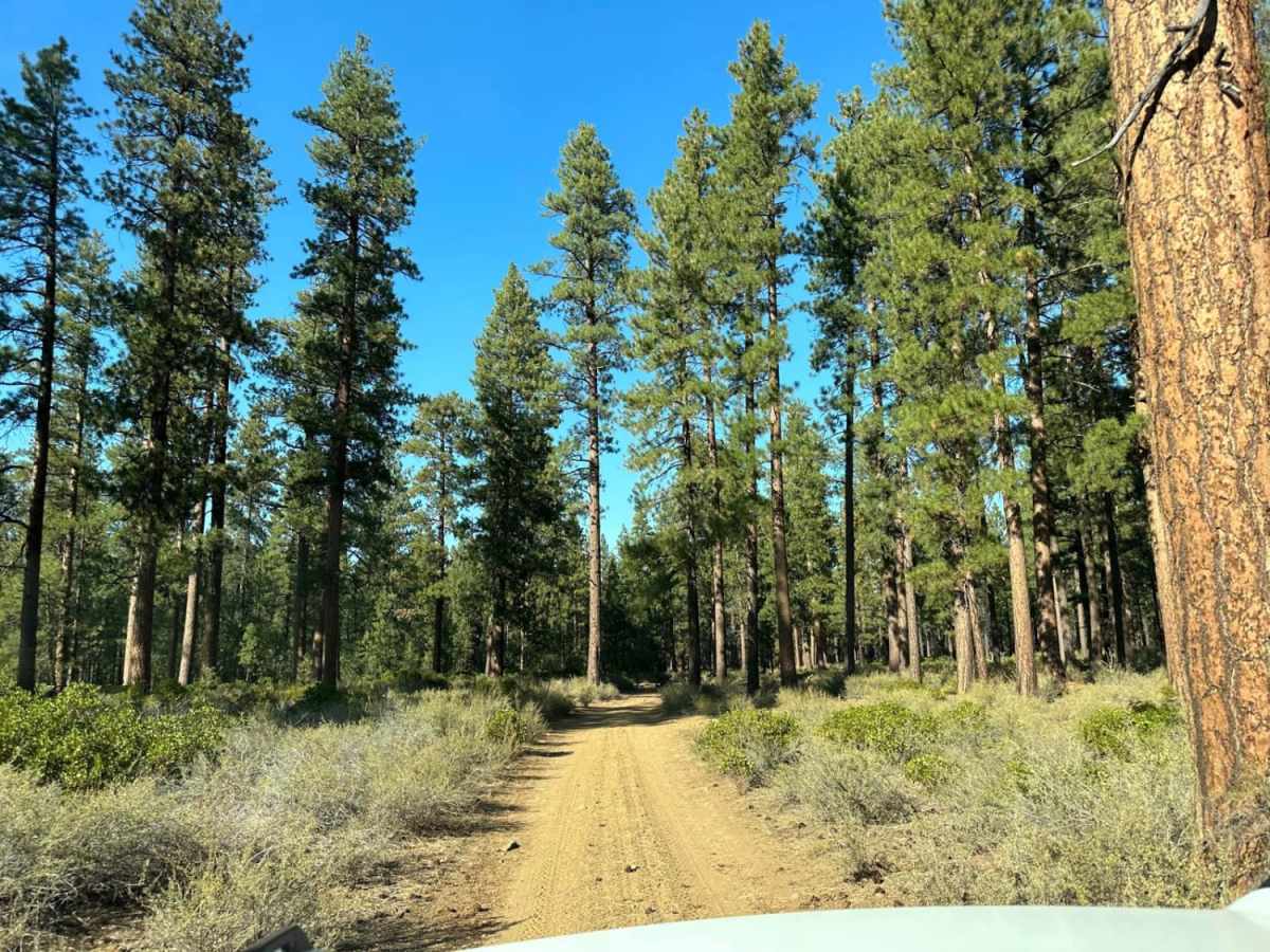 Sisters Campsite Road photo 6