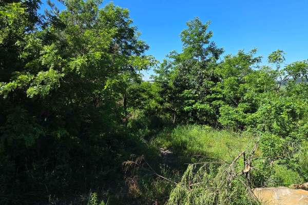 Single Track S