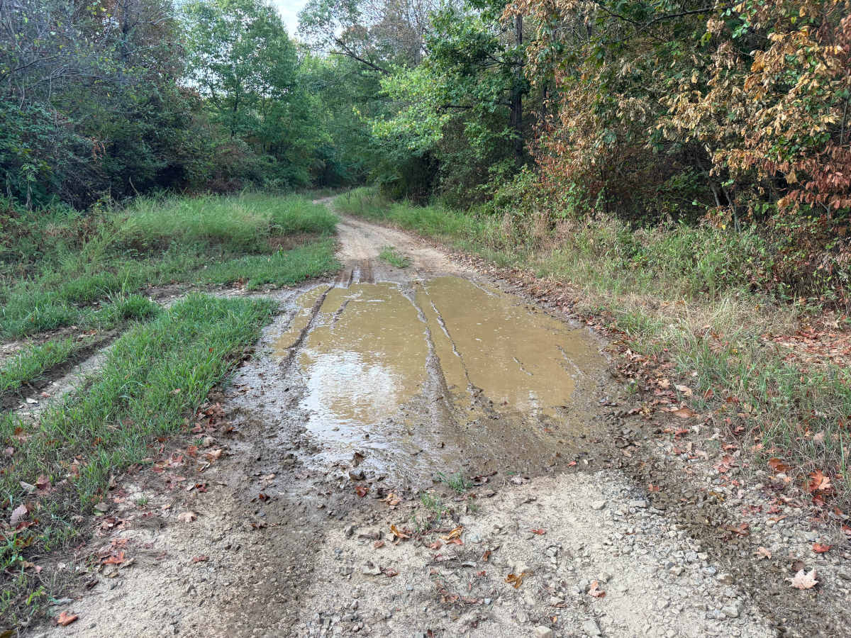 Forest Road photo 2