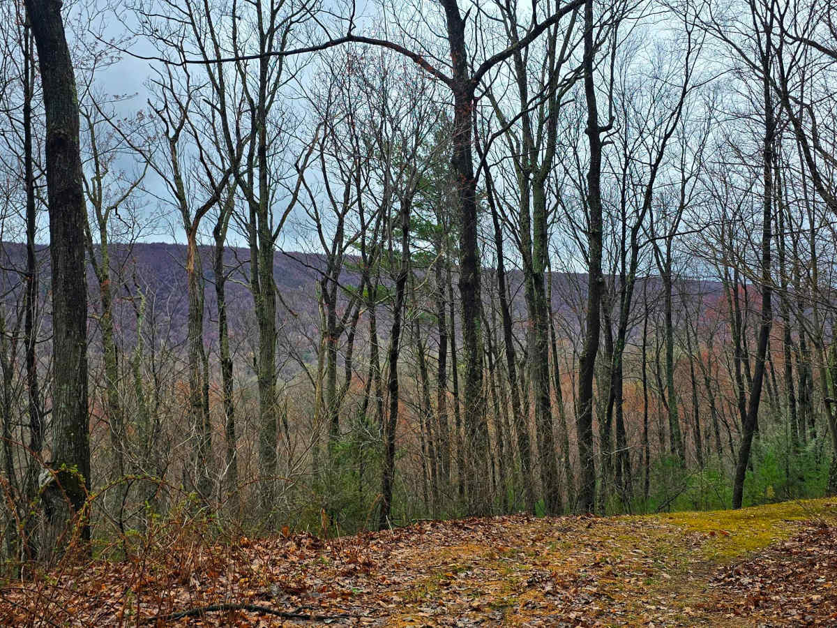 Meadows Road photo 4