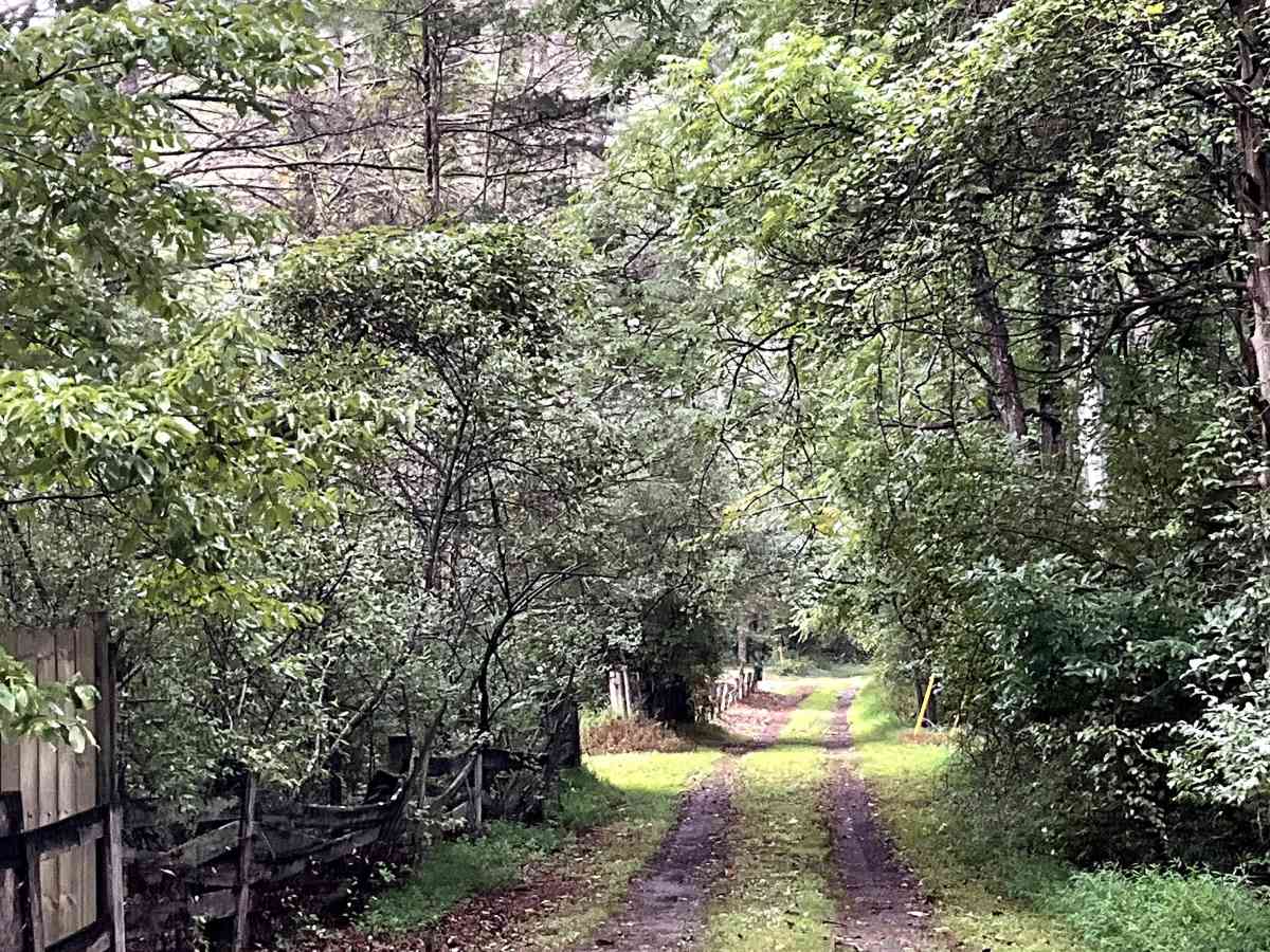 Needle Lane photo 5