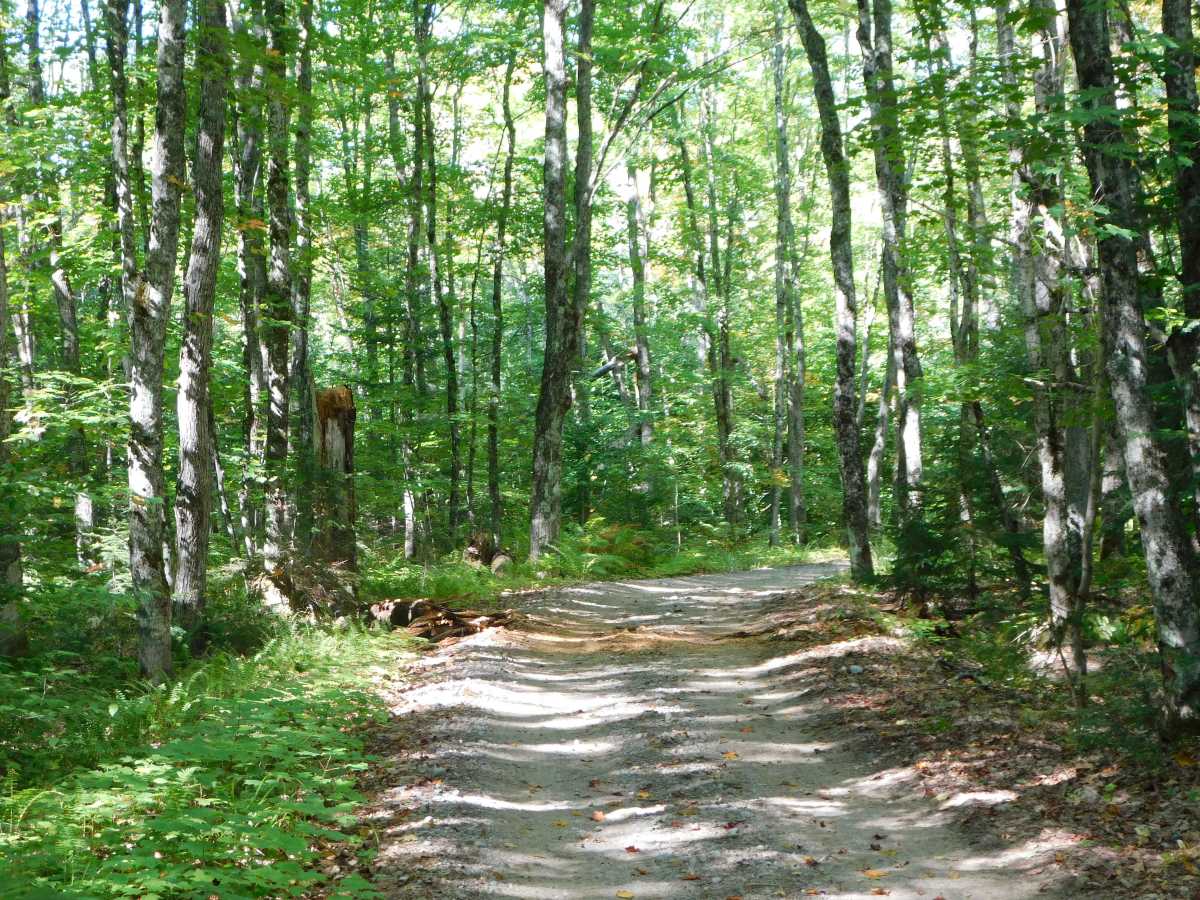 Camp 7 Trail photo 6