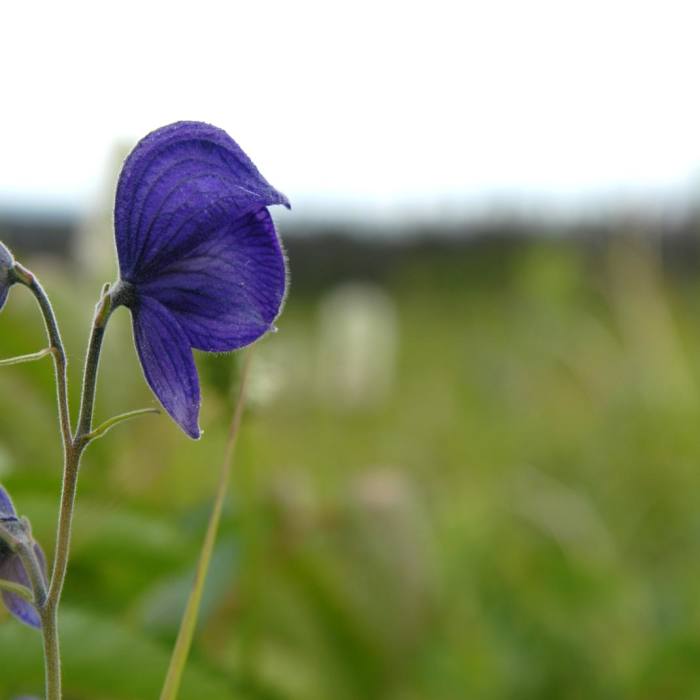Near Williwaw Lakes + Mount Elliot Scramble