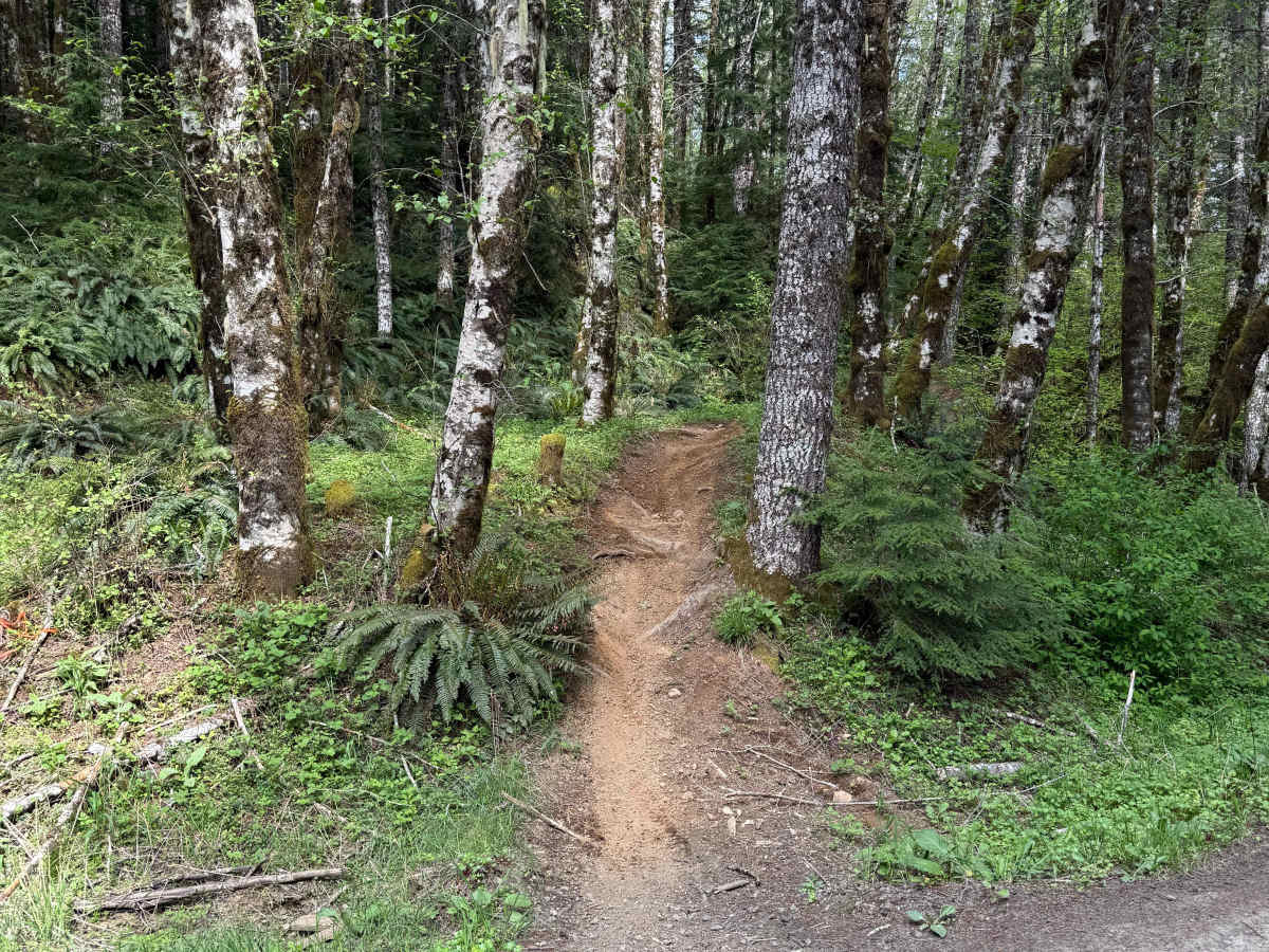 Beaver trail photo