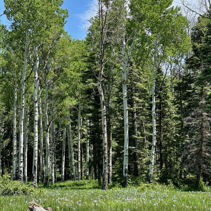 Near Continental Divide Trail: New Mexico Section 25