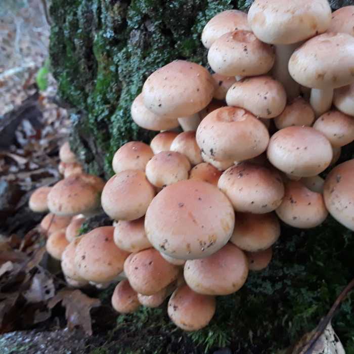 Near Duval Trail (Blue)