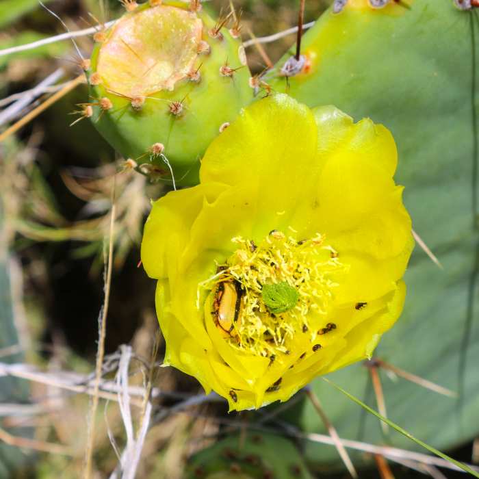 Camouflaged bug. Near Guadalupe Peak Trail
