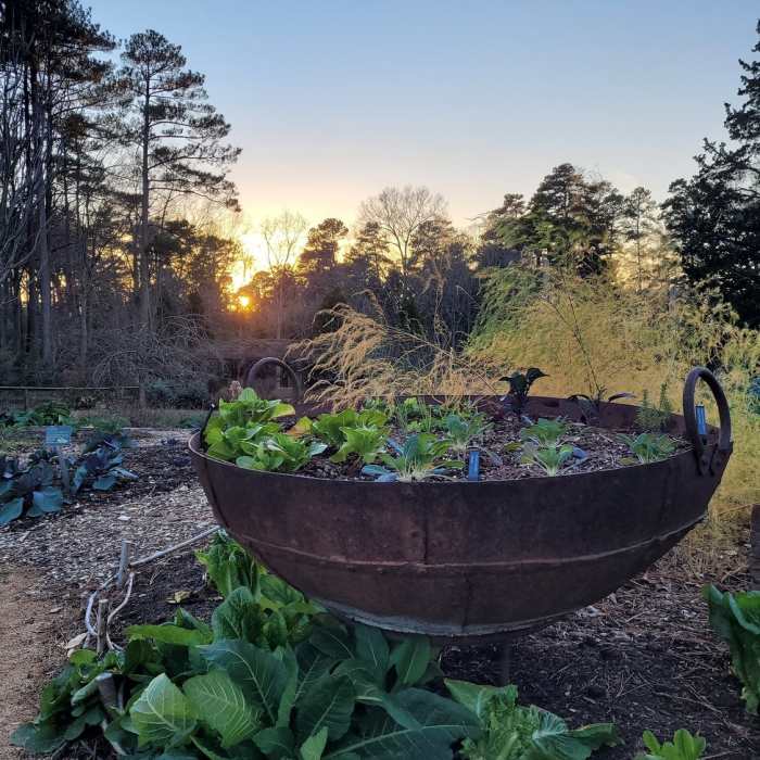 Charlotte Brody Discovery Garden Near Duke Gardens Loop
