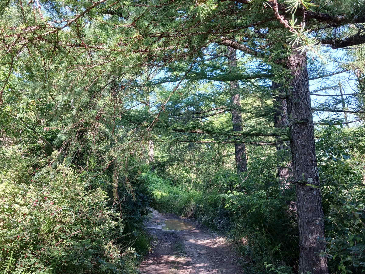 Trail 13D - Rock Run Recreation Area photo 5